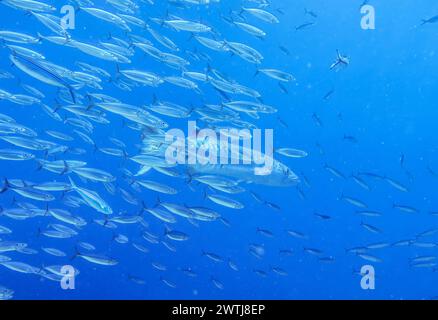Großer Barrakuda Sphyraena barracuda, Schwarm, Riff Umma Gammar, Rotes Meer, Ägypten *** grande Barracuda Sphyraena barracuda , Shoal, Umma Gammar Reef, Mar Rosso, Egitto Foto Stock