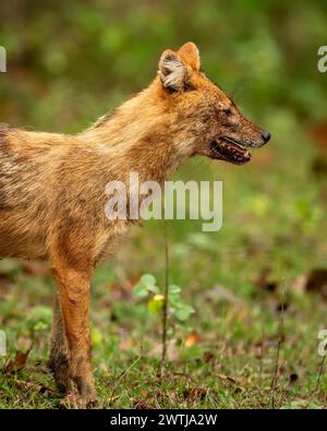 golden jackal o Canis aureus profilo laterale in uno sfondo verde panoramico naturale nella stagione invernale safari mattutino del parco nazionale bandhavgarh, tigre della foresta Foto Stock