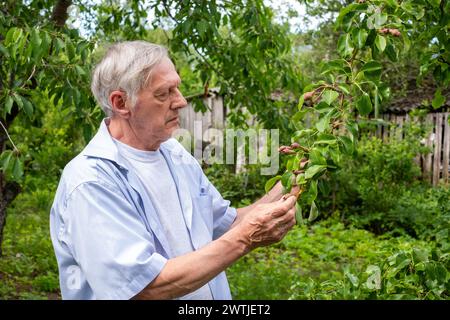 Analizzare la salute degli alberi, l'uomo anziano nel suo elemento naturale, grande per la gestione ambientale storie. Foto Stock