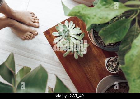 Donna che coltiva le piante domestiche in Home Greenhouse Foto Stock