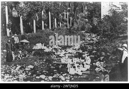 Collotipo - gruppo di anatre, Abbaye de Notre Dame du Lac, la Trappe, Oka, QC, circa 1910 Foto Stock