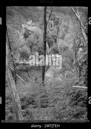 Negativi in bianco e nero della scena forestale, negativi in argento gelatina Foto Stock