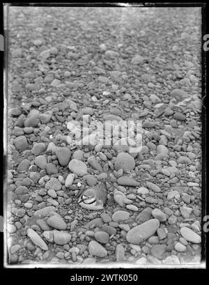 Negativi in bianco e nero di Anarhynchus frontalis o Wrybill (Charadriidae), negativi in piastra secca di gelatina Foto Stock