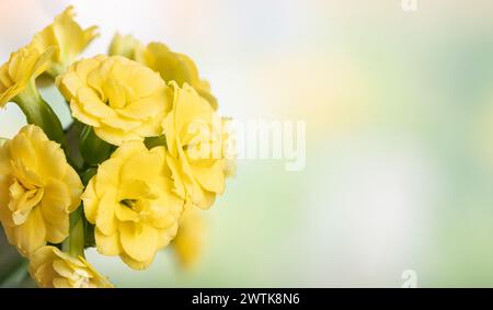 Primo piano di fiori gialli di calanchi su uno sfondo colorato per le copie Foto Stock