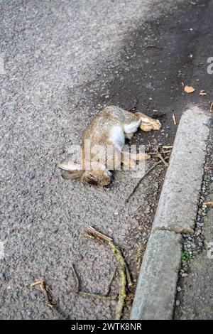 Coniglio morto [Oryctolagus cuniculus] che si trova nella grondaia sul lato di una strada, essendo stato probabilmente colpito da un'auto di passaggio. Foto Stock