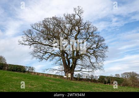 L'albero noto come Darwin Oak cresce in un campo alla periferia di Shrewsbury lungo il percorso di una proposta tangenziale. Foto Stock