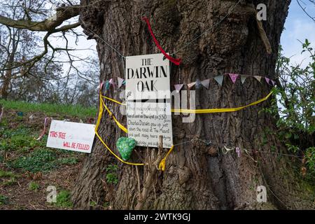 L'albero noto come Darwin Oak cresce in un campo alla periferia di Shrewsbury lungo il percorso di una proposta tangenziale. Foto Stock