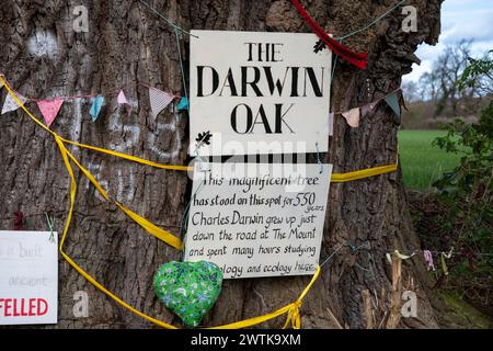 L'albero noto come Darwin Oak cresce in un campo alla periferia di Shrewsbury lungo il percorso di una proposta tangenziale. Foto Stock