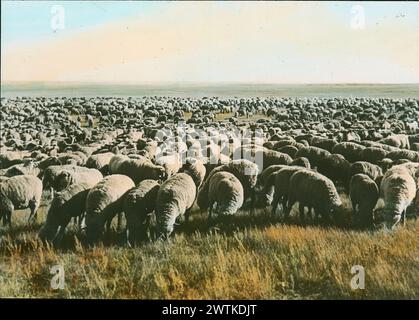 Trasparenza - pecora nelle praterie, SK, circa 1922 Foto Stock