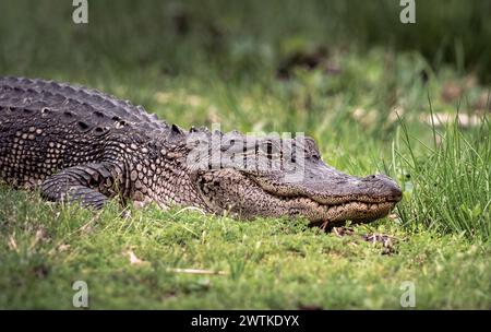 Alligatore americano nello stagno locale Foto Stock