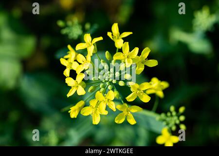 Comunemente nota come la pianta della senape, ampiamente coltivata per l'olio. I fiori di senape sono ermafroditi e possono auto-impollinare, quindi non hanno bisogno di un Foto Stock