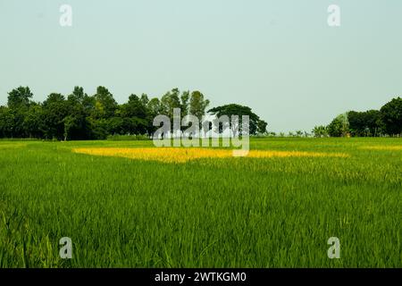 La risaia verde è un tipico ecosistema dell'Asia monsonica. Risaie verdi risaie naturali, piantine verdi che crescono. Lo scopo principale di un pa Foto Stock