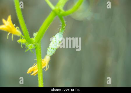 Piccola piccola pianta di cetriolo verde coltivata in modo biologico. Le giovani piante di cetrioli beneficiano della copertura galleggiante per le file che le proteggono da insetti e gelate Foto Stock