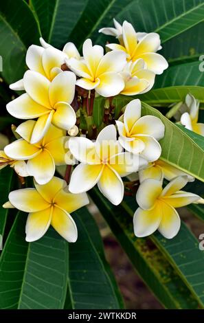 Fiori di frangipani bianchi e gialli (Plumeria obtusa) sul giardino tropicale Foto Stock
