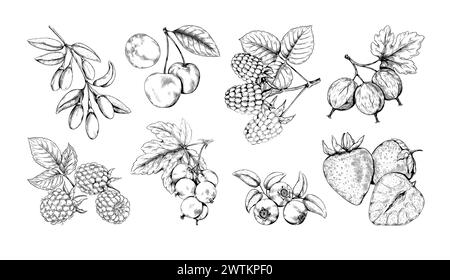 Bacca d'annata. Disegno in stile sketch del ramo di frutta, pianta naturale di goji, mora e lampone, fragola e ciliegia disegnate a mano. Foglie realistiche per l'agricoltura per il confezionamento di marmellate Set decorazione vettoriale Illustrazione Vettoriale