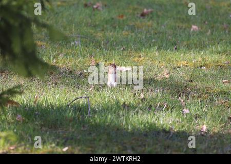 Un chipmunk seduto nell'erba sotto gli alberi, rivolto lateralmente Foto Stock