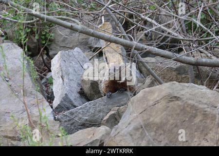 Un porco nella foresta vicino a grandi rocce Foto Stock