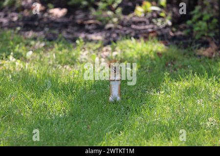 Un piccolo chipmunk arroccato in un lussureggiante prato verde Foto Stock