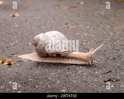 Lumaca romana o di Borgogna, pomatia di Helix, vista laterale della lumaca che strizza sulla strada, isola di Livo, Danimarca Foto Stock