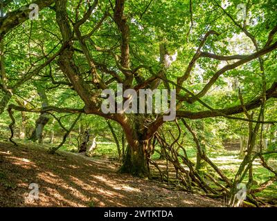 Antico albero di quercia nella foresta di Ege-Hassel sull'isola di Livø a Limfjord, Nordjylland, Danimarca Foto Stock