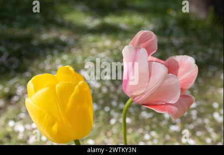 Due tulipani in fiore in un'aiuola in un giardino o in un parco in una giornata di sole primaverili Foto Stock