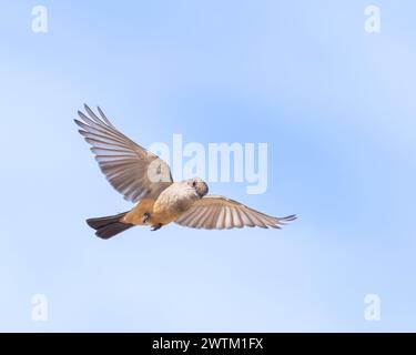 A Say's Phoebe vola nel Bosque del Apache National Wildlife Refuge, New Mexico Foto Stock