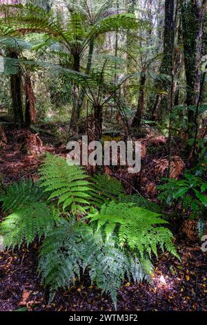 Vegetazione lussureggiante accanto al Bellbird Loop Track, al lago Mahinapua, alla regione della costa occidentale, all'Isola del Sud, alla nuova Zelanda Foto Stock