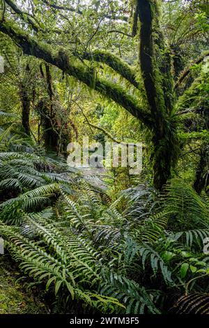 Vegetazione lussureggiante accanto al Bellbird Loop Track, al lago Mahinapua, alla regione della costa occidentale, all'Isola del Sud, alla nuova Zelanda Foto Stock