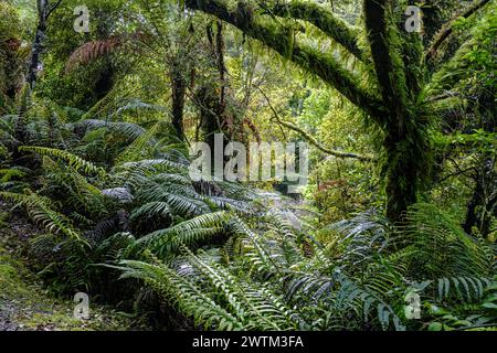 Vegetazione lussureggiante accanto al Bellbird Loop Track, al lago Mahinapua, alla regione della costa occidentale, all'Isola del Sud, alla nuova Zelanda Foto Stock