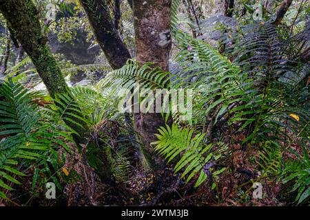 Vegetazione lussureggiante accanto al Bellbird Loop Track, al lago Mahinapua, alla regione della costa occidentale, all'Isola del Sud, alla nuova Zelanda Foto Stock