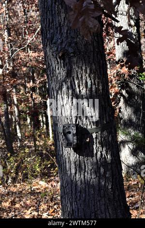 Macchina fotografica da gioco, o macchina fotografica per il trail allestita su un albero di quercia sulla linea di legno, vicino a un sentiero di cervi. Foto Stock