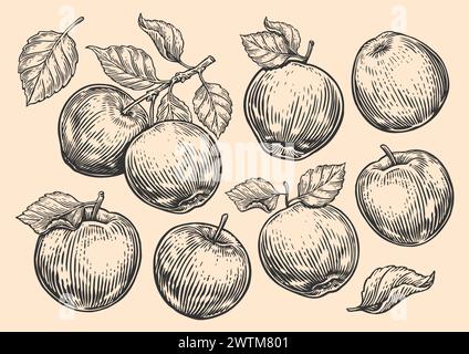 Set di mele, frutta e foglie. Ramo d'albero disegnato a mano con mele. Stile dell'incisione. Illustrazione dello schizzo vettoriale Illustrazione Vettoriale