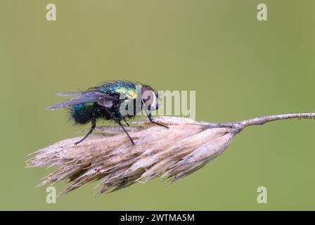 La comune mosca verde della bottiglia, Lucilia sericata seduta sull'erba secca dopo la pioggia. Con goccioline d'acqua sul corpo. Isolato. Dubnica, Slovacchia Foto Stock