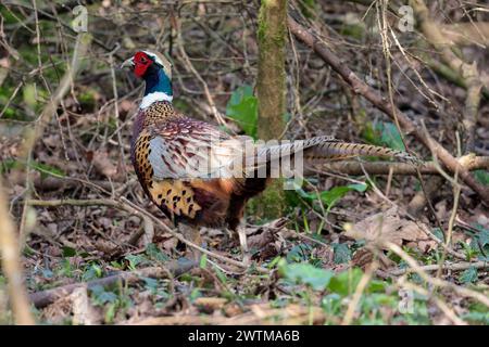 Pheasant Phasianus colchicus, grande uccello di caccia rosso piccante blu verde lucentezza sulla testa colletto bianco corpo marrone arancio coda arancione lunga in macchia boschiva Foto Stock