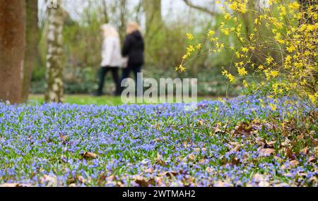 Hannover, Germania. 18 marzo 2024. La stella blu siberiana (Scilla siberica) fiorisce su Lindener Berg. Credito: Julian Stratenschulte/dpa/Alamy Live News Foto Stock