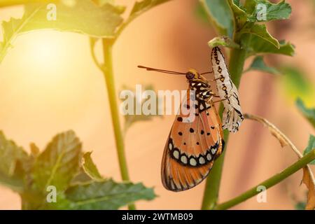 La farfalla emerse dalla pupa e dalla larva nella foresta. Il Tawny Caster emerge da una crisalide. Acraea terpsicore. macro. Foto Stock