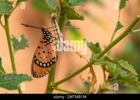 La farfalla emerse dalla pupa e dalla larva nella foresta. Il Tawny Caster emerge da una crisalide. Acraea terpsicore. macro. Foto Stock