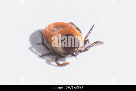 Laatzen, Germania. 18 marzo 2024. Una zecca della specie zecca comune del legno (Ixodes ricinus female) si trova su un libro bianco. Dopo l'inverno mite, gli esperti di zecche si aspettano un numero particolarmente elevato di zecche, che ora possono essere attive tutto l'anno. Credito: Julian Stratenschulte/dpa/Alamy Live News Foto Stock