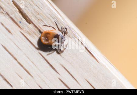 Laatzen, Germania. 18 marzo 2024. Una zecca della specie zecca comune del legno (Ixodes ricinus female) siede su un tavolo di legno. Dopo l'inverno mite, gli esperti di zecche si aspettano un numero particolarmente elevato di zecche, che ora possono essere attive tutto l'anno. Credito: Julian Stratenschulte/dpa/Alamy Live News Foto Stock