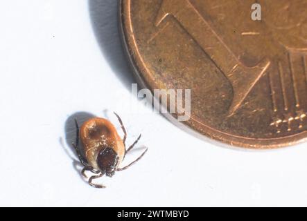 Laatzen, Germania. 18 marzo 2024. Una zecca della specie zecca comune di legname (Ixodes ricinus female) siede su una carta bianca in confronto alle dimensioni di una moneta tagliata da 1 cent. Dopo l'inverno mite, gli esperti di zecche si aspettano un numero particolarmente elevato di zecche, che ora possono essere attive tutto l'anno. Credito: Julian Stratenschulte/dpa/Alamy Live News Foto Stock