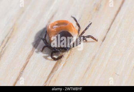 Laatzen, Germania. 18 marzo 2024. Una zecca della specie zecca comune del legno (Ixodes ricinus female) siede su un tavolo di legno. Dopo l'inverno mite, gli esperti di zecche si aspettano un numero particolarmente elevato di zecche, che ora possono essere attive tutto l'anno. Credito: Julian Stratenschulte/dpa/Alamy Live News Foto Stock