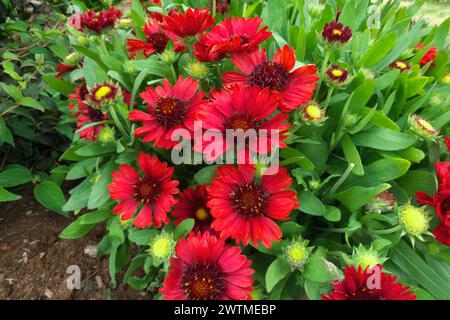 Fiore coperta (Gaillardia x grandiflora) - "Mesa Red" - erbacea perenne di breve durata. Foto Stock