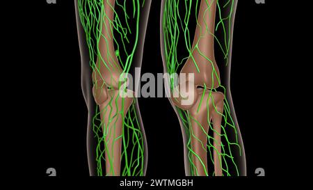 anatomia dei linfonodi femminili con scheletro per l'illustrazione 3d del concetto medico Foto Stock