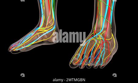 anatomia dei linfonodi femminili con scheletro per l'illustrazione 3d del concetto medico Foto Stock