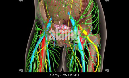 anatomia dei linfonodi femminili con organi interni per l'illustrazione 3d del concetto medico Foto Stock