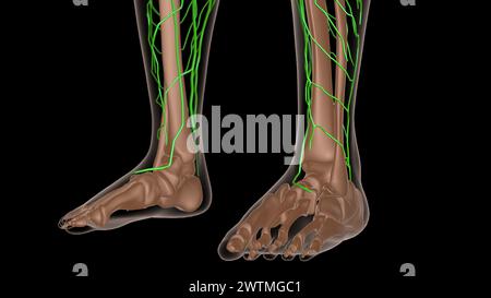 anatomia dei linfonodi femminili con scheletro per l'illustrazione 3d del concetto medico Foto Stock