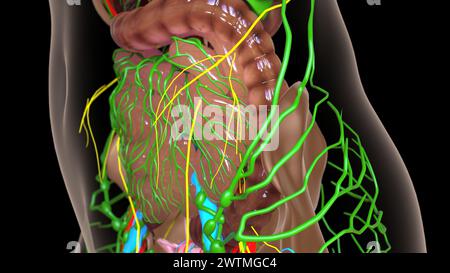 anatomia dei linfonodi femminili con organi interni per l'illustrazione 3d del concetto medico Foto Stock