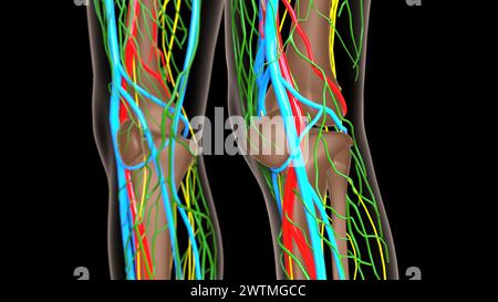 anatomia dei linfonodi femminili con scheletro per l'illustrazione 3d del concetto medico Foto Stock