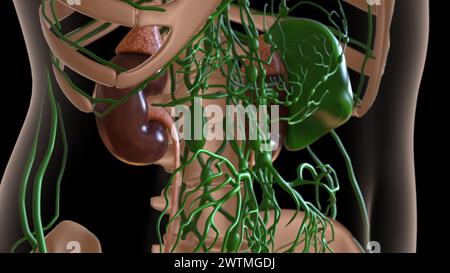 anatomia dei linfonodi femminili con scheletro per l'illustrazione 3d del concetto medico Foto Stock