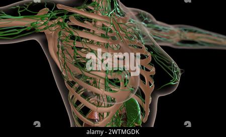 anatomia dei linfonodi femminili con scheletro per l'illustrazione 3d del concetto medico Foto Stock